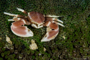Porcelain Anemone Crab (Neopetrolisthes ohshimai) by Lance Teo 